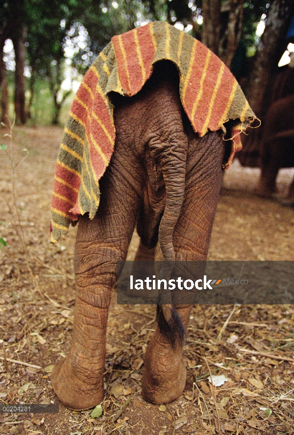 Huérfano de cuatro meses de elefante africano (Loxodonta africana) llamado Lalbon cojeando de la pie