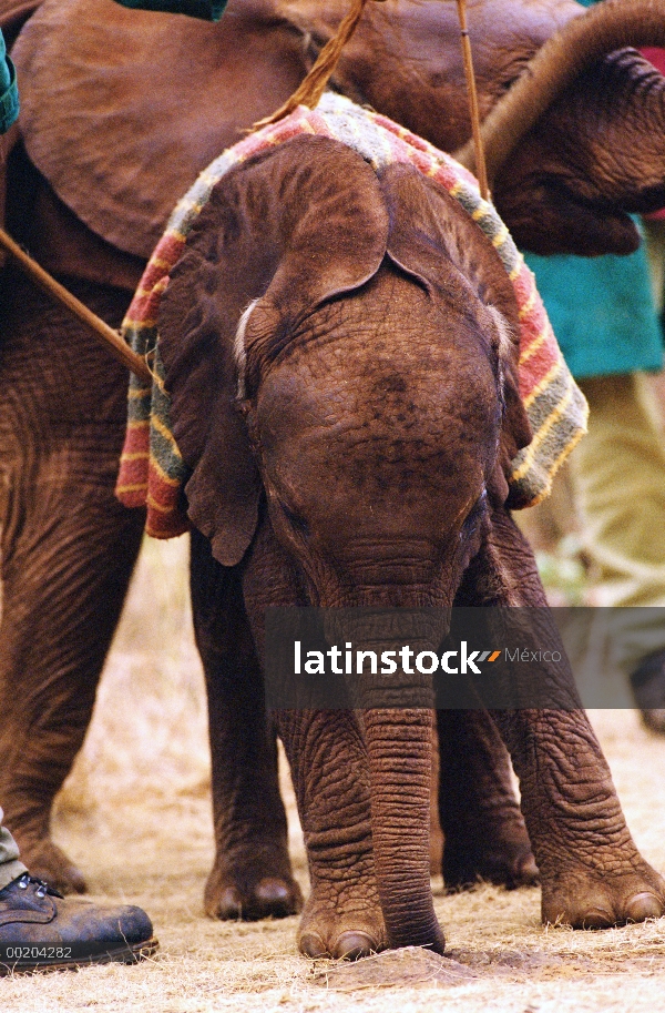 Huérfano de elefante africano (Loxodonta africana) llamado Lalbon, un mes de edad, poco después de l