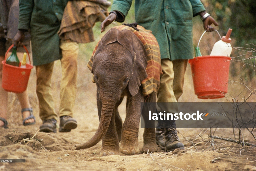 Huérfano del elefante africano (Loxodonta africana), Natumi, cuatro semanas de edad, caminaba por lo