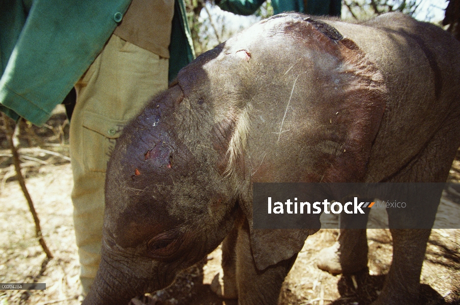 Huérfano de elefante africano (Loxodonta africana) llamado Kinna, una semana de edad, llega con orej