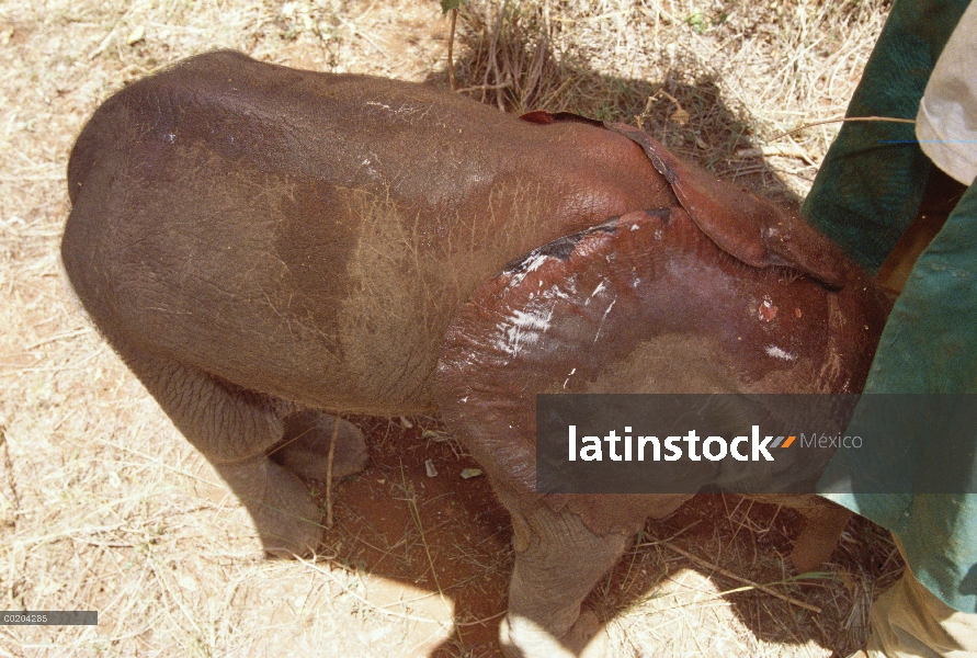 Huérfano de elefante africano (Loxodonta africana) llamado Kinna, una semana de edad, llega con orej