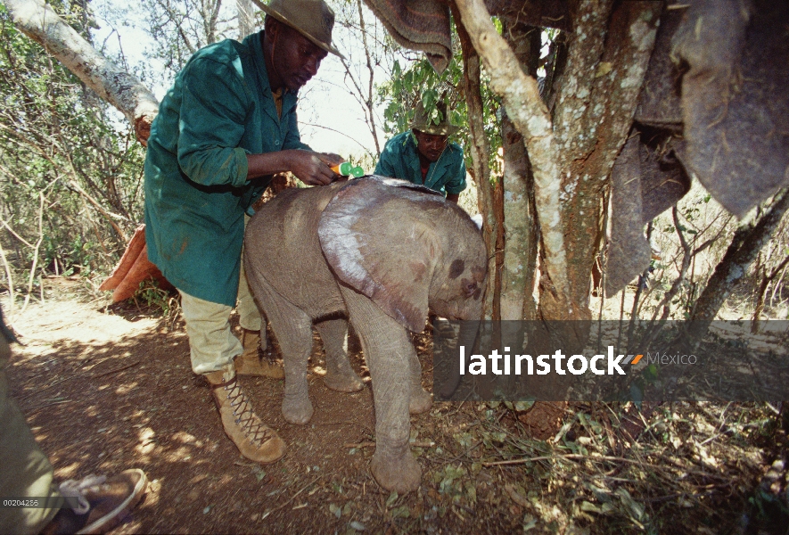 Elefante africano (Loxodonta africana) encargado de la aplicación bloqueador de Kinna, un huérfano d