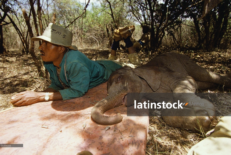 Encargado de elefante africano (Loxodonta africana) Jospat miente en sombra con una semana de viejo 