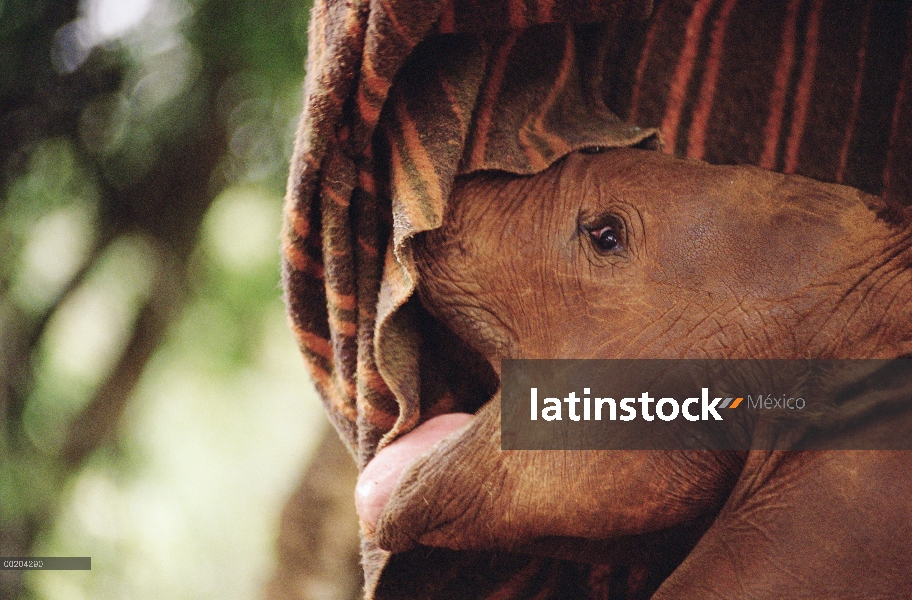 Huérfano de elefante africano (Loxodonta africana) llamado Natumi, seis semana de edad pide alimento