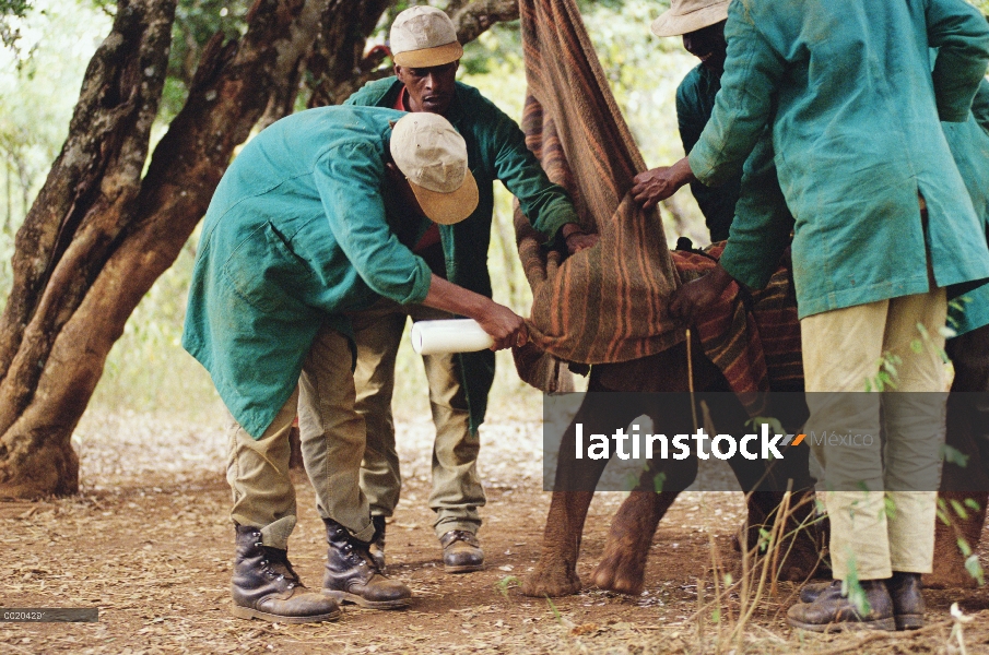 Encargados del elefante africano (Loxodonta africana) alimentación Lalbon un tres semanas de edad hu