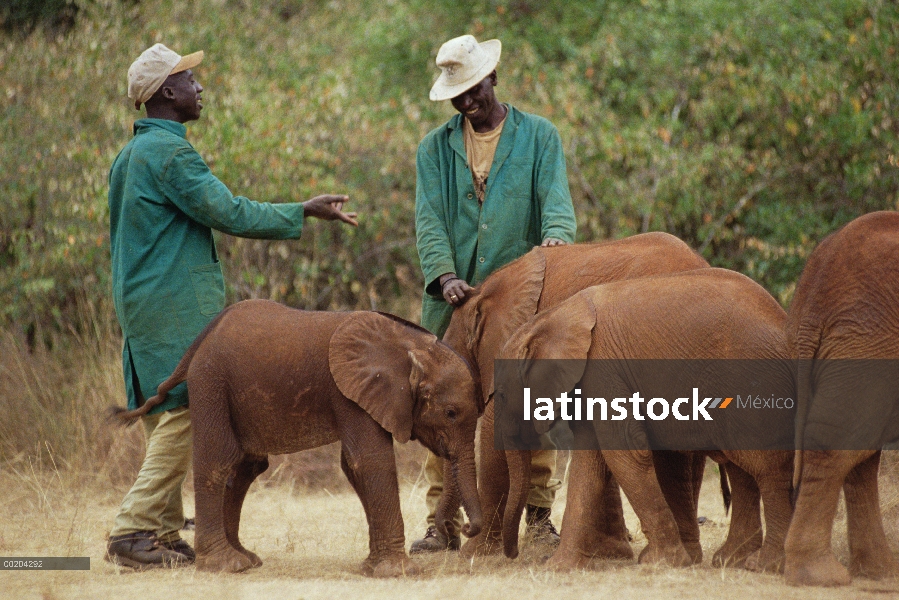 Elefante africano (Loxodonta africana) huérfano llamado Lalbon, cuatro semana de edad, huérfano, es 