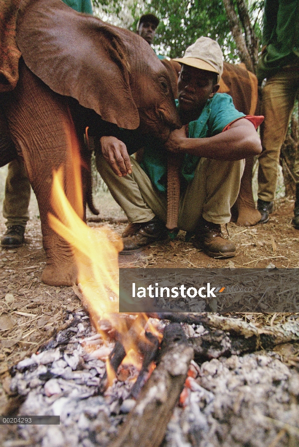 Huérfano de elefante africano (Loxodonta africana) llamado Natumi, seis meses de edad ser consolados