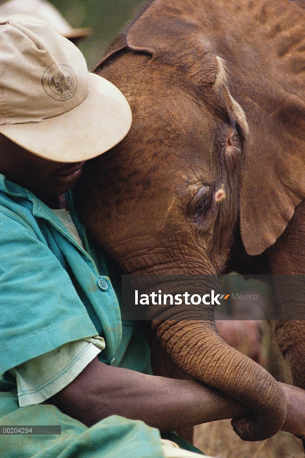 Huérfano de elefante africano (Loxodonta africana) llamado Lalbon, seis semana de edad, confortados 