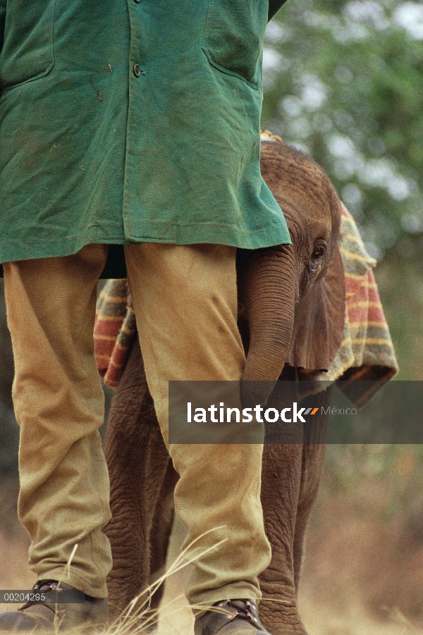 Huérfano de elefante africano (Loxodonta africana) llamado Lalbon, seis semana de edad, escondiéndos