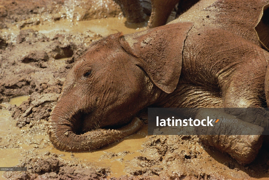 Huérfano de elefante africano (Loxodonta africana) es rescatado del fango, David Sheldrick Wildlife 