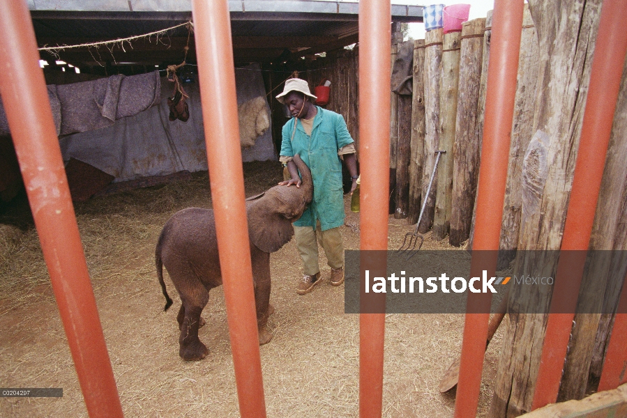 Encargados del elefante africano (Loxodonta africana) cuidando a Lalbon, un huérfano que está demasi