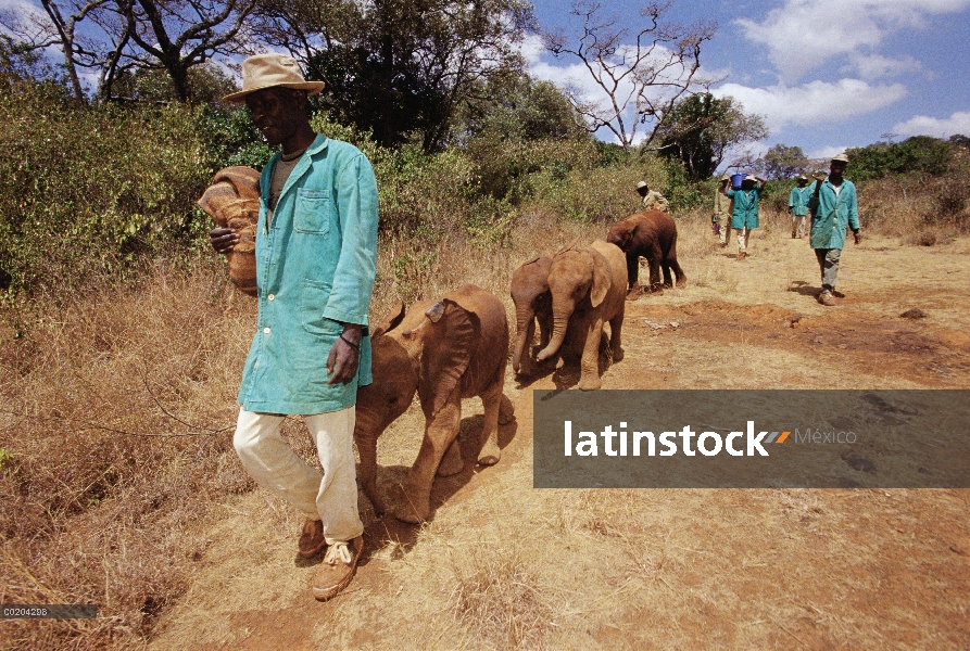 Elefante africano (Loxodonta africana) huérfanos poco dirigido por guardianes de bush a mediodía bar