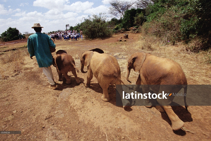 Elefante africano (Loxodonta africana) huérfanos poco dirigido por guardianes de bush a mediodía bar