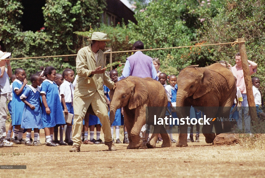 Elefante africano (Loxodonta africana) huérfanos poco dirigido por guardianes de bush a mediodía bar