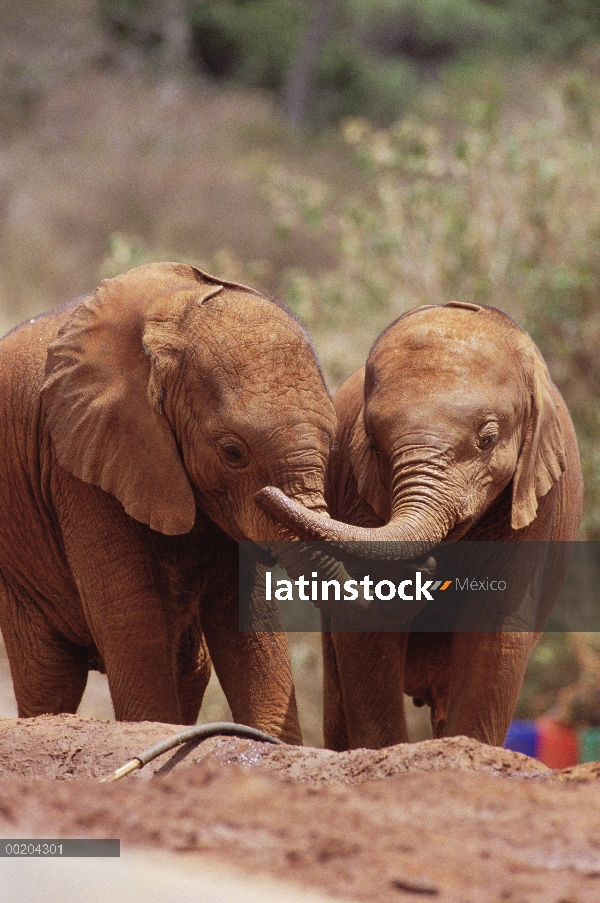 Elefante africano (Loxodonta africana) huérfanos llamado Natumi y Lingwest, jugar a mediodía barro w