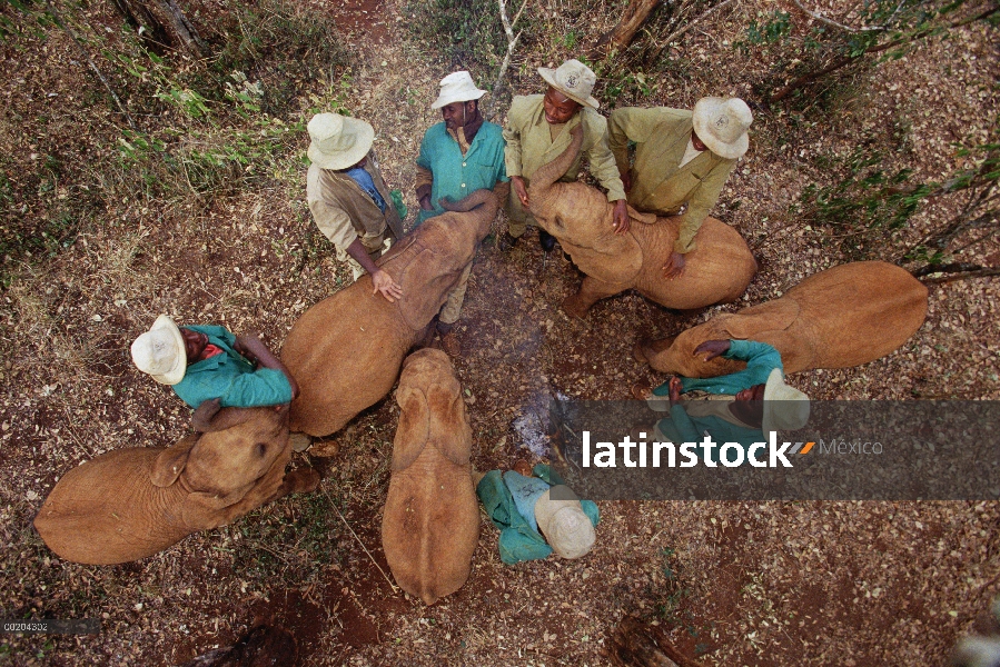 Huérfanos del elefante africano (Loxodonta africana) se reúnen alrededor del fuego de la mañana con 