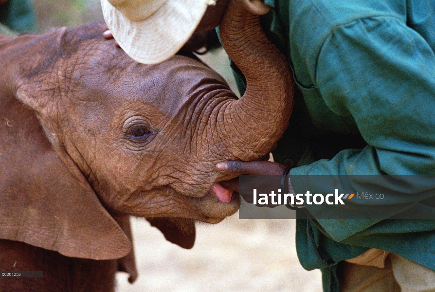 Huérfano de elefante africano (Loxodonta africana) llamado Natumi, 9 meses de edad chupando dedo, Da