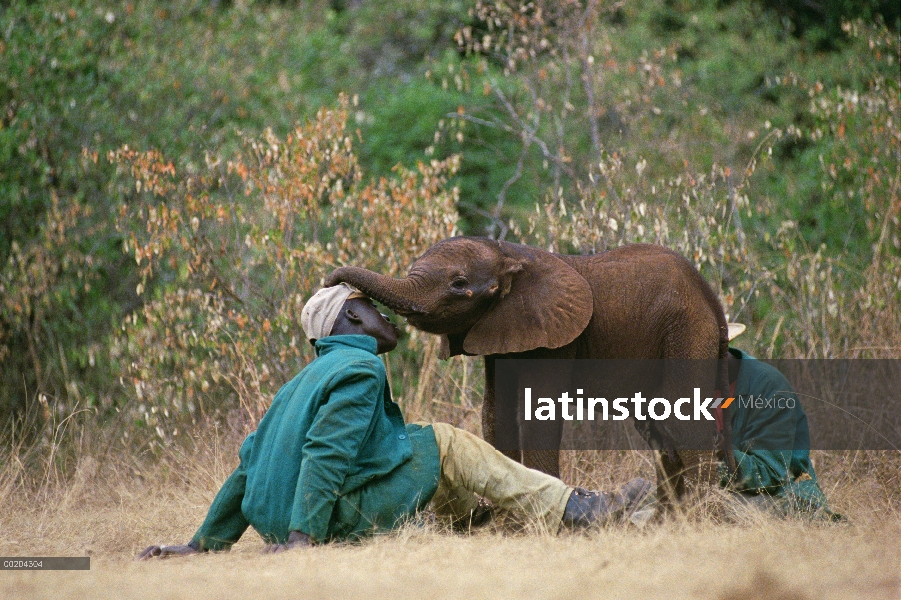 Huérfano de elefante africano (Loxodonta africana) llamado Lalbon, cuatro semana de edad, con el por