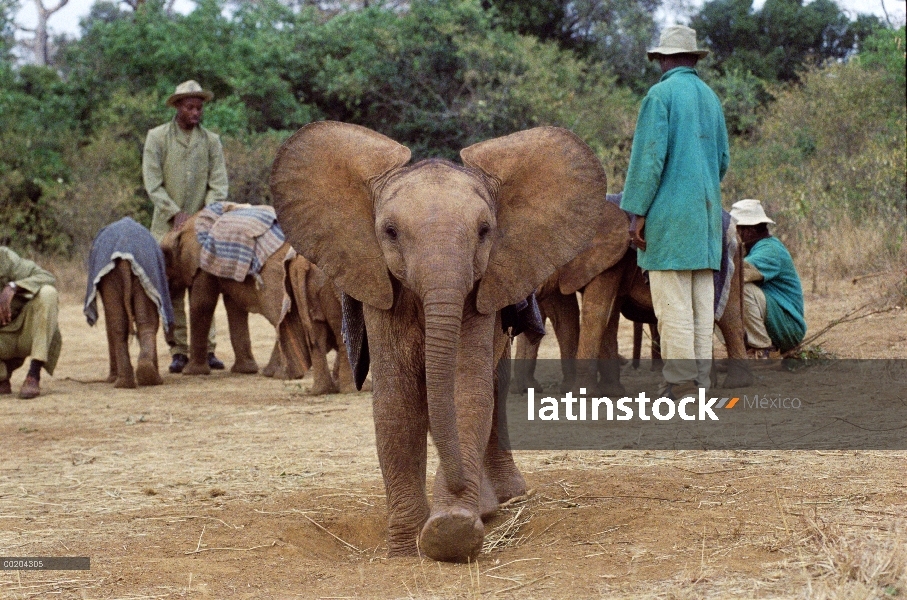 Elefante africano (Loxodonta africana) huérfano, Maluti, seis meses de edad, cargar la cámara, David