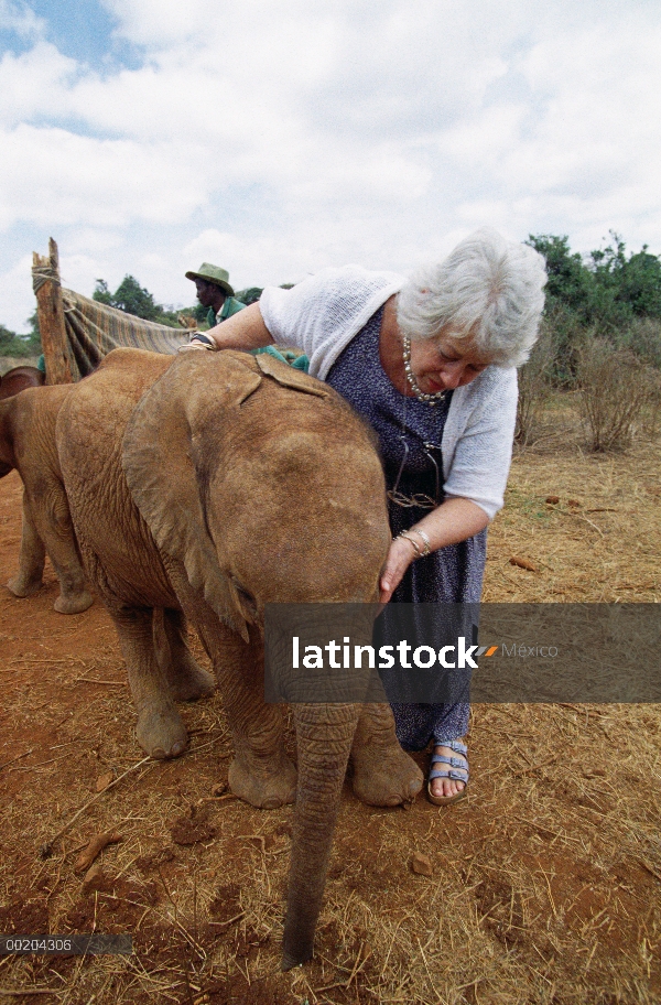 Huérfano de elefante africano (Loxodonta africana) con conservacionista Daphne Sheldrick, David Shel