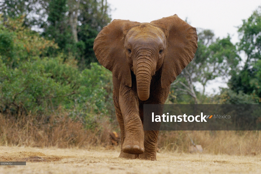 Huérfano de elefante africano (Loxodonta africana) llamado Natumi, 9 meses cargando la cámara, David