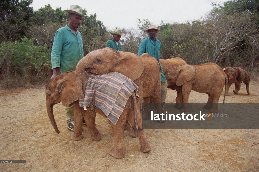 Huérfano de elefante africano (Loxodonta africana) llamado Natumi, 9 meses de edad jugando con menor