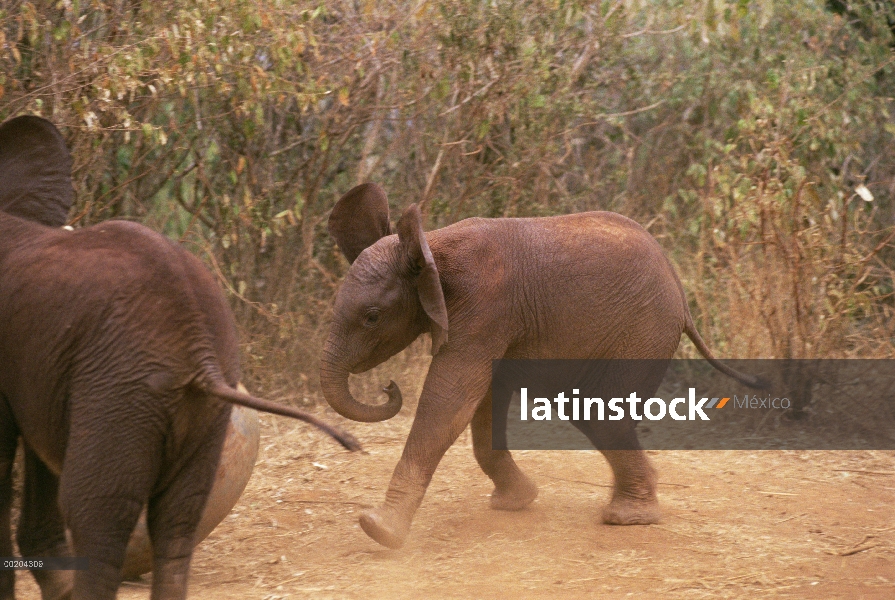 Elefante africano (Loxodonta africana) huérfanos de carga y juega, David Sheldrick Wildlife Trust, e