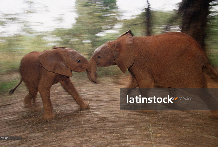 Huérfano de elefante africano (Loxodonta africana) llamado Natumi, 9 meses de edad jugando con menor