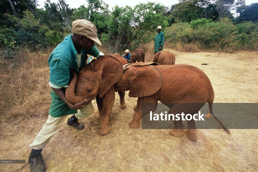 Huérfano de elefante africano (Loxodonta africana) llamado Natumi, ocho semana de edad empujando con