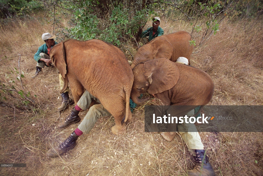 Elefante africano (Loxodonta africana) huérfanos ser consolados por los cuidadores, David Sheldrick 