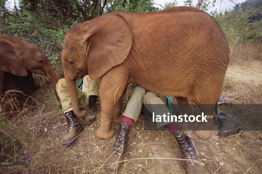 Huérfano de elefante africano (Loxodonta africana) llamado Natumi, 9 meses de edad quiere atención d