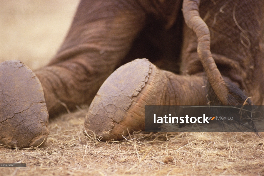 Huérfano de elefante africano (Loxodonta africana) llamado Lalbon, tres semana de edad, vertimiento 