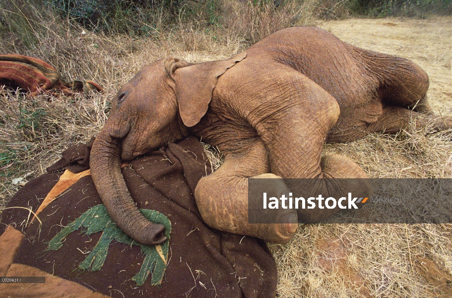 Huérfano de elefante africano (Loxodonta africana) llamado Natumi, cinco semana de edad durmiendo en