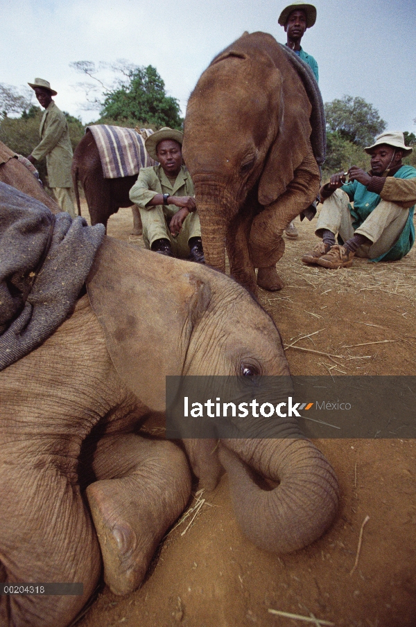 Huérfano de elefante africano (Loxodonta africana) llamado Edie tomando una por la tarde siesta, Dav