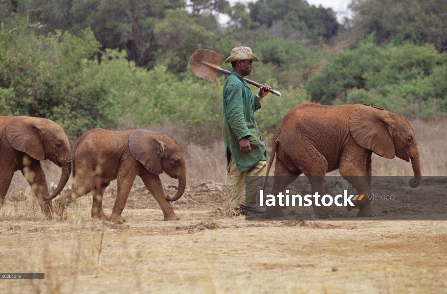 Huérfano de elefante africano (Loxodonta africana) llamado Natumi, 9 meses de edad con menor huérfan