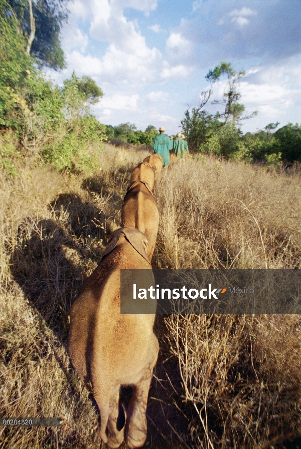 Elefante africano (Loxodonta africana) huérfano ocho caminando con guardianes de bush, David Sheldri