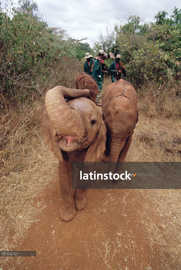 Huérfano de elefante africano (Loxodonta africana) llamado Natumi, cinco semana de edad carga cámara