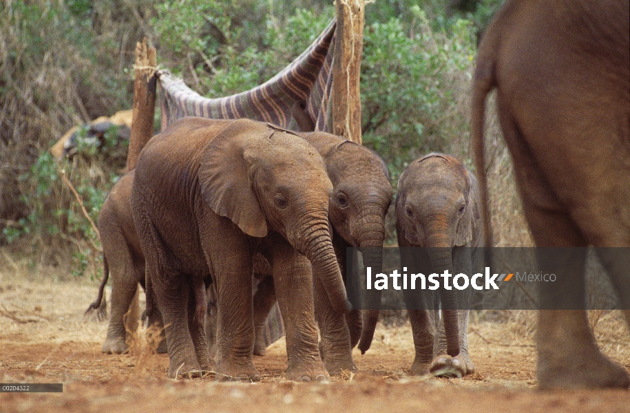 Huérfanos del elefante africano (Loxodonta africana) ir a baños de barro, David Sheldrick Wildlife T