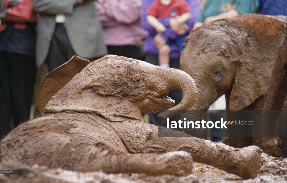 Huérfano de elefante africano (Loxodonta africana) llamado Lingwest, una semana cinco viejos, en el 