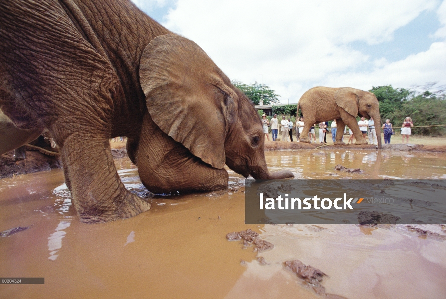 Huérfano de elefante africano (Loxodonta africana), llamada Isholta, jugando en el baño de barro con