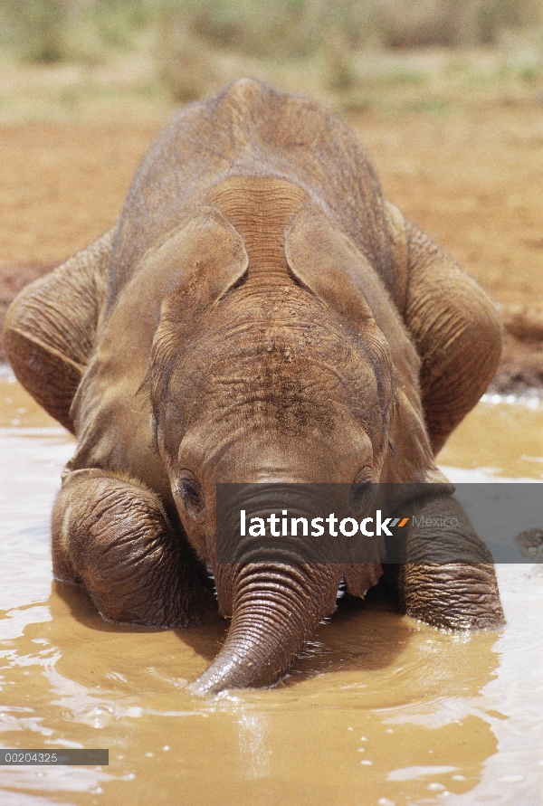 Huérfano de elefante africano (Loxodonta africana) llamado Isholta, cinco semanas de edad, jugando e