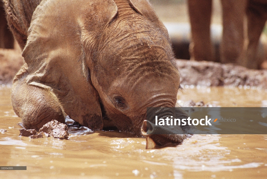 Huérfano de elefante africano (Loxodonta africana), llamada Isholta, jugando en el baño de lodo, Dav