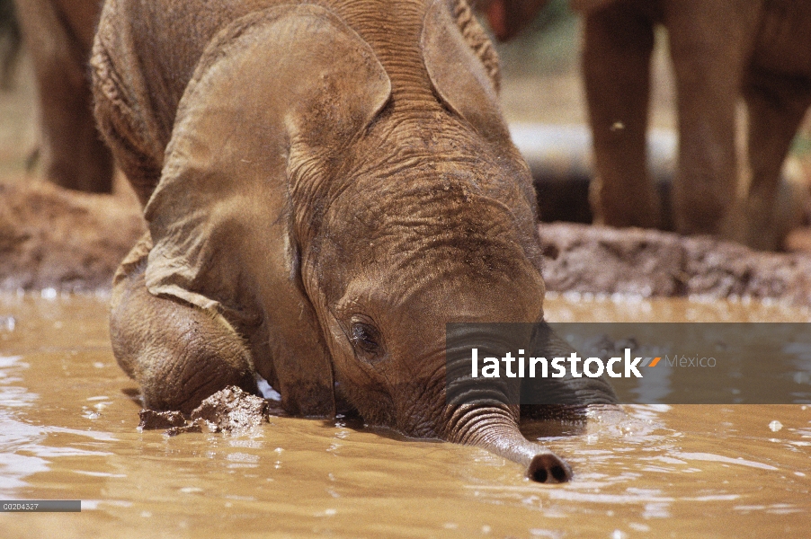 Huérfano de elefante africano (Loxodonta africana), llamada Isholta, jugando en el baño de lodo, Dav