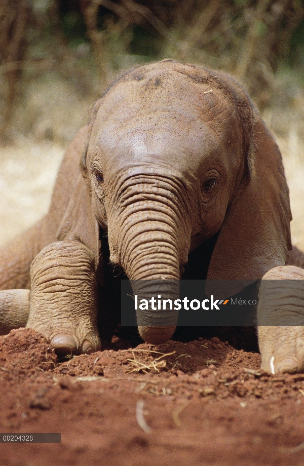 Huérfano de elefante africano (Loxodonta africana) llamado Lingwest, una semana cinco viejas, David 