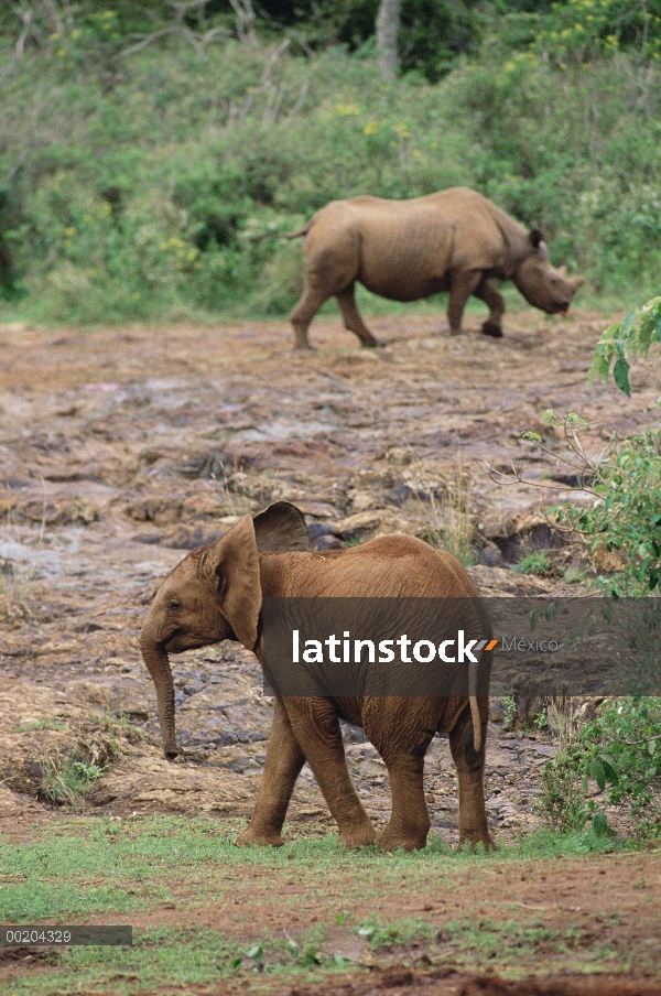 Huérfano de elefante africano (Loxodonta africana) llamado Natumi, 14 meses de edad persiguiendo a u