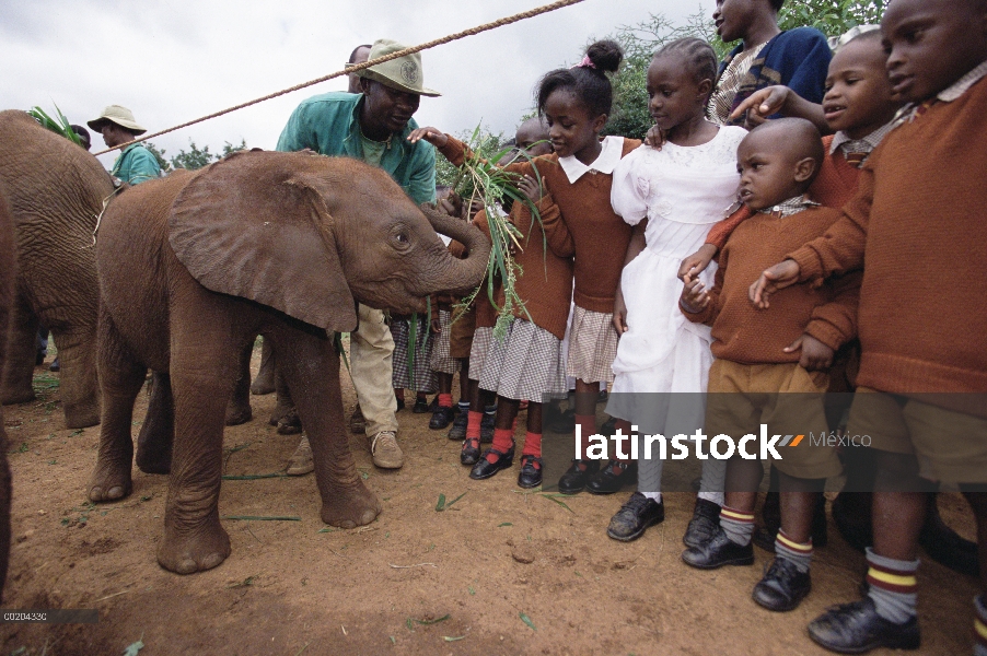 Huérfano de elefante africano (Loxodonta africana) llamado Mishak un dos meses de edad, alimentadas 