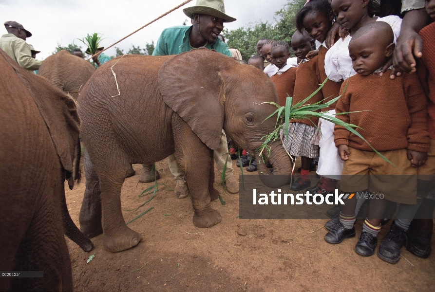 Huérfano de elefante africano (Loxodonta africana) llamado Mishak un dos meses de edad, alimentadas 