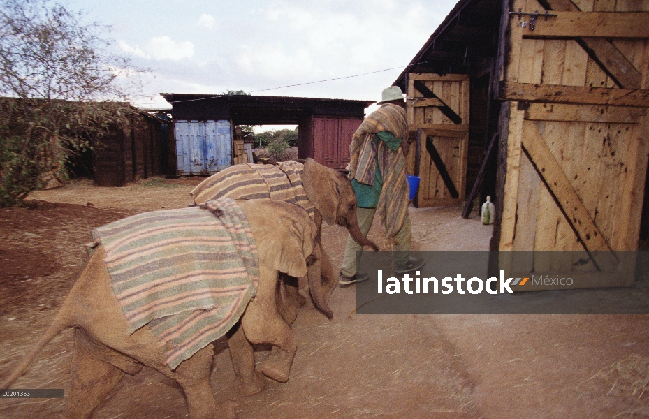 Elefante africano (Loxodonta africana) huérfanos siendo llevado a granero en la noche, David Sheldri