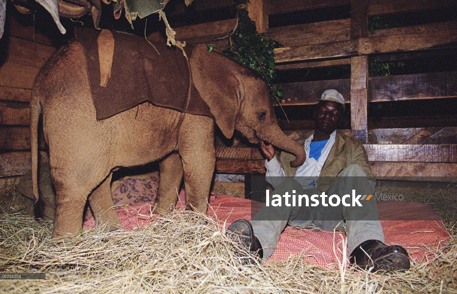 Huérfano de elefante africano (Loxodonta africana) llamado Natumi, cinco semana viejo en establo con