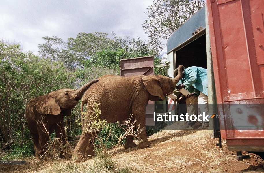 Huérfano de elefante africano (Loxodonta africana) llamado Natumi, entrenados para entrar en carro a